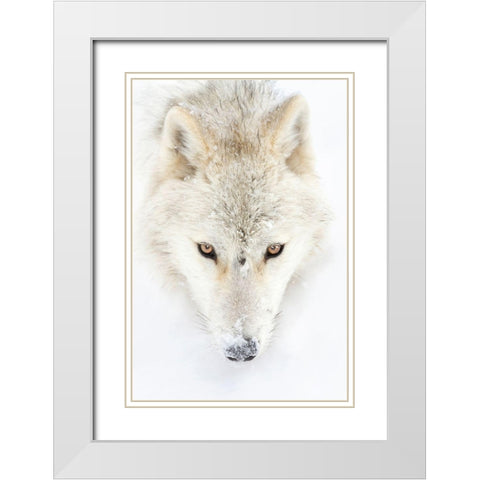 Arctic Wolf Closeup White Modern Wood Framed Art Print with Double Matting by Cumming, Jim