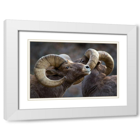 Bighorn sheep, Ovis canadensis White Modern Wood Framed Art Print with Double Matting by Verdon