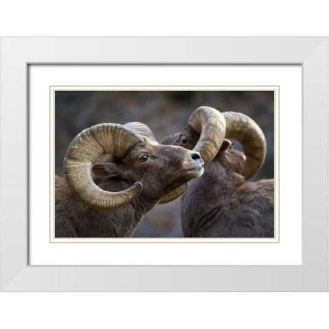 Bighorn sheep, Ovis canadensis White Modern Wood Framed Art Print with Double Matting by Verdon