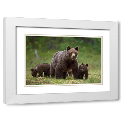 The family of the wood White Modern Wood Framed Art Print with Double Matting by Pozzi, Marco