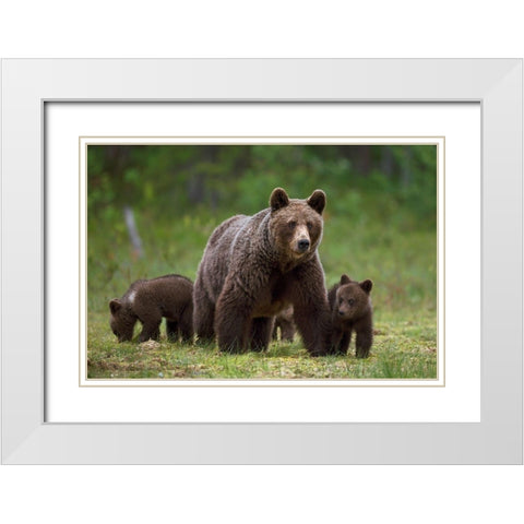 The family of the wood White Modern Wood Framed Art Print with Double Matting by Pozzi, Marco