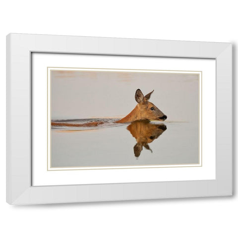 Practicing her delightful morning swim White Modern Wood Framed Art Print with Double Matting by Feldtkeller, Andreas