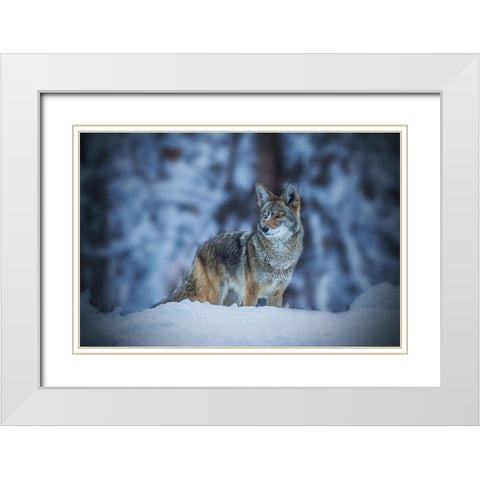 Coyote in Winter White Modern Wood Framed Art Print with Double Matting by Qiu, Jenny