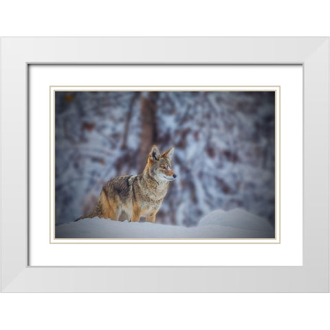 Coyote White Modern Wood Framed Art Print with Double Matting by Qiu, Jenny