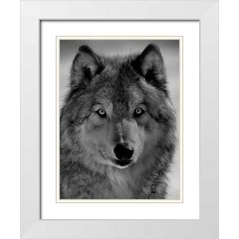 The wolf White Modern Wood Framed Art Print with Double Matting by Chang, Phillip