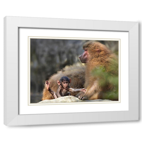 Hamadryas baboon with baby White Modern Wood Framed Art Print with Double Matting by Fitzharris, Tim
