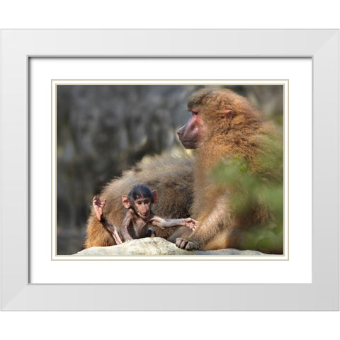 Hamadryas baboon with baby White Modern Wood Framed Art Print with Double Matting by Fitzharris, Tim