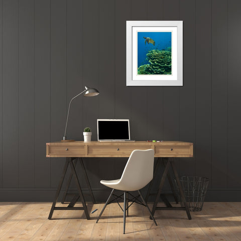 Green sea turtle-butterfly fish and shelf coral-Ningaloo Reef-Australia White Modern Wood Framed Art Print with Double Matting by Fitzharris, Tim