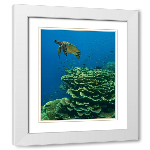 Green sea turtle-butterfly fish and shelf coral-Ningaloo Reef-Australia White Modern Wood Framed Art Print with Double Matting by Fitzharris, Tim