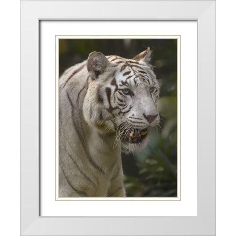 Bengal Tiger White Subspecies White Modern Wood Framed Art Print with Double Matting by Fitzharris, Tim