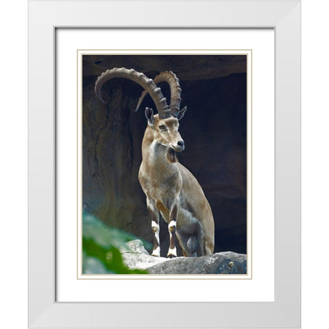 Nubian Ibex Male White Modern Wood Framed Art Print with Double Matting by Fitzharris, Tim