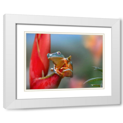 Barred leaf frog White Modern Wood Framed Art Print with Double Matting by Fitzharris, Tim