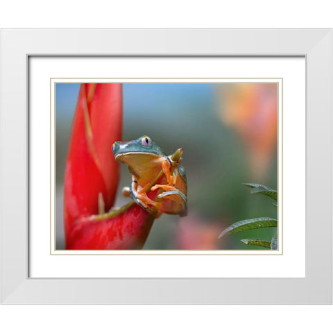 Barred leaf frog White Modern Wood Framed Art Print with Double Matting by Fitzharris, Tim