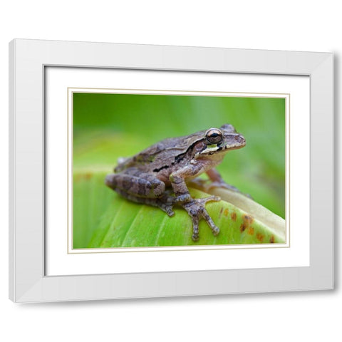 Baudins smilisca tree frog White Modern Wood Framed Art Print with Double Matting by Fitzharris, Tim