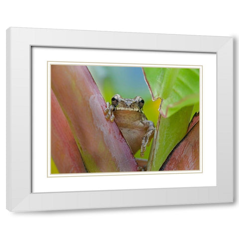 Baudins smilisca tree frog White Modern Wood Framed Art Print with Double Matting by Fitzharris, Tim