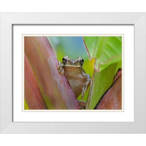 Baudins smilisca tree frog White Modern Wood Framed Art Print with Double Matting by Fitzharris, Tim