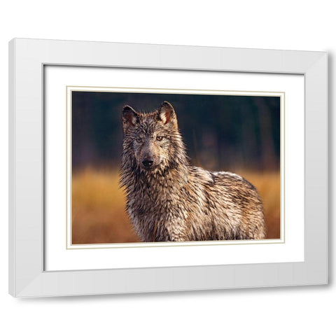 Gray wolf White Modern Wood Framed Art Print with Double Matting by Fitzharris, Tim