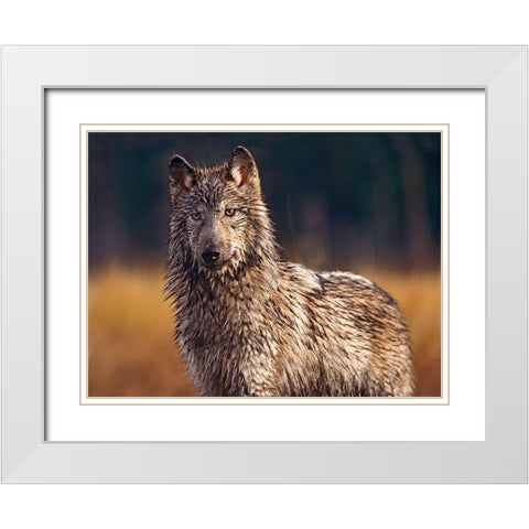 Gray wolf White Modern Wood Framed Art Print with Double Matting by Fitzharris, Tim