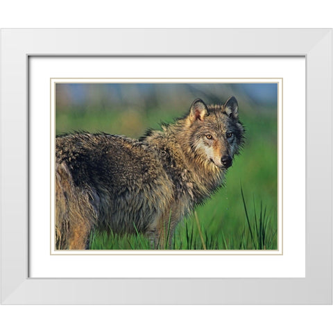 Gray wolf in marsh White Modern Wood Framed Art Print with Double Matting by Fitzharris, Tim