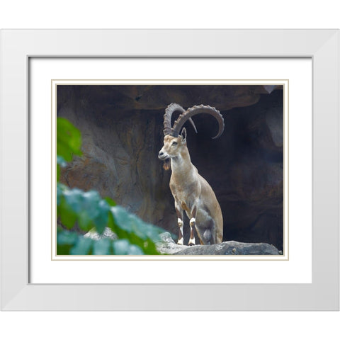 Nubian Ibex White Modern Wood Framed Art Print with Double Matting by Fitzharris, Tim