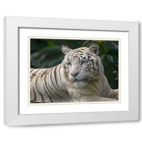 Bengal Tiger White Subspecies White Modern Wood Framed Art Print with Double Matting by Fitzharris, Tim