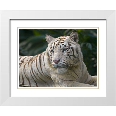 Bengal Tiger White Subspecies White Modern Wood Framed Art Print with Double Matting by Fitzharris, Tim