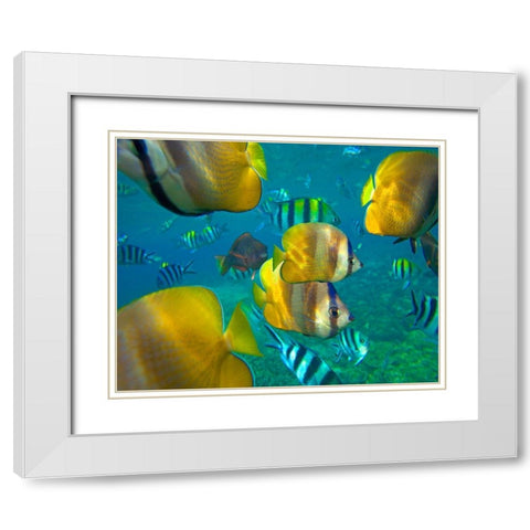 Blacklip Butterflyfish-Parrotfish-Sergeant Major Fish-Negros Oriental-Philippines White Modern Wood Framed Art Print with Double Matting by Fitzharris, Tim