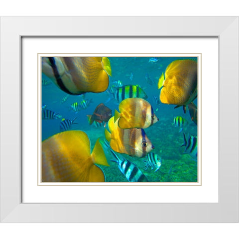 Blacklip Butterflyfish-Parrotfish-Sergeant Major Fish-Negros Oriental-Philippines White Modern Wood Framed Art Print with Double Matting by Fitzharris, Tim