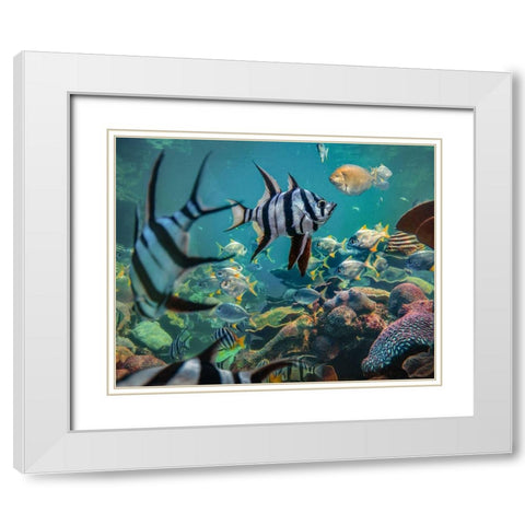 Old wives fish and fusiliers-Perth Aquarium-Australia White Modern Wood Framed Art Print with Double Matting by Fitzharris, Tim