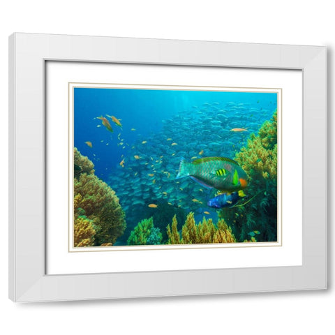 Jackfish-moon wrasse-parrot fish-Balicasag Island-Philippines White Modern Wood Framed Art Print with Double Matting by Fitzharris, Tim
