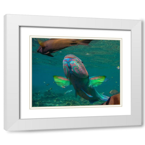 Parrot fish-Negros Oriental-Philippines White Modern Wood Framed Art Print with Double Matting by Fitzharris, Tim