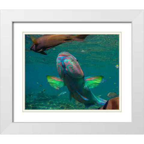 Parrot fish-Negros Oriental-Philippines White Modern Wood Framed Art Print with Double Matting by Fitzharris, Tim