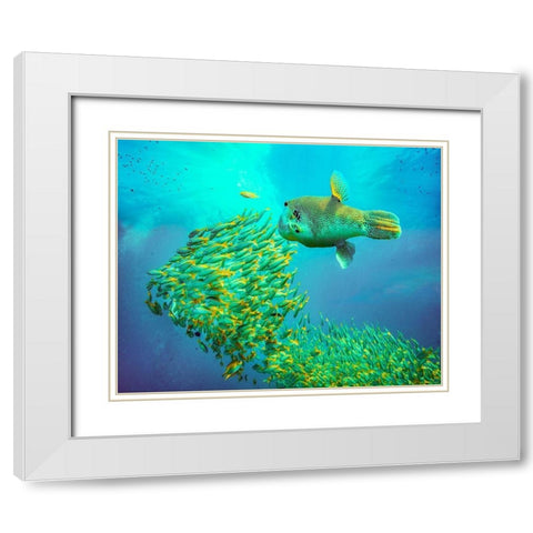 Puffer fish and yellow snapper-Miniloc Island-Palawan-Philippines White Modern Wood Framed Art Print with Double Matting by Fitzharris, Tim