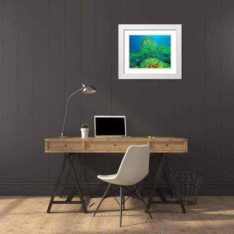 Yellow snapper school above coral-Miniloc Island-Palawan-Philippines White Modern Wood Framed Art Print with Double Matting by Fitzharris, Tim