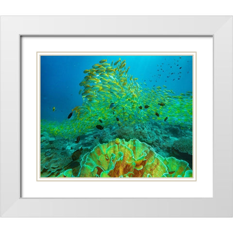 Yellow snapper school above coral-Miniloc Island-Palawan-Philippines White Modern Wood Framed Art Print with Double Matting by Fitzharris, Tim