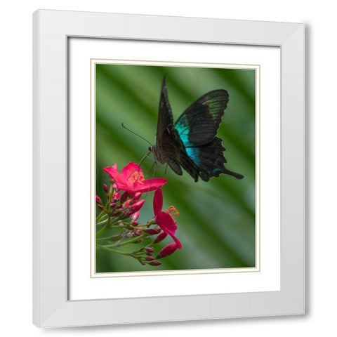 Papilio pranthus butterfly-Indonesia White Modern Wood Framed Art Print with Double Matting by Fitzharris, Tim