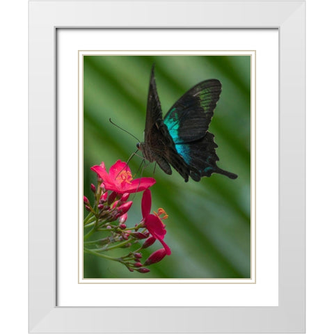 Papilio pranthus butterfly-Indonesia White Modern Wood Framed Art Print with Double Matting by Fitzharris, Tim