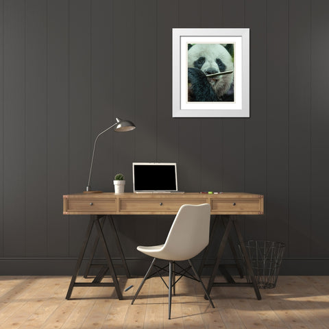 Panda eating bamboo White Modern Wood Framed Art Print with Double Matting by Fitzharris, Tim