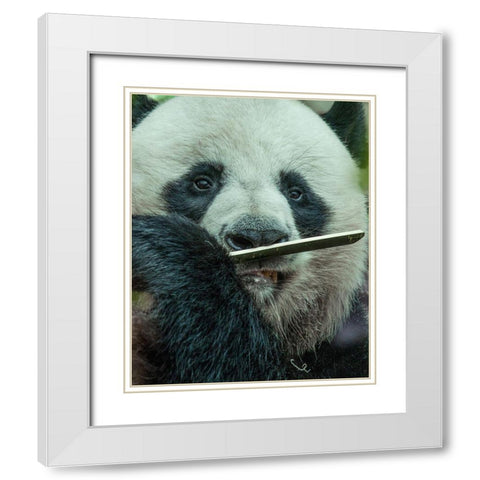 Panda eating bamboo White Modern Wood Framed Art Print with Double Matting by Fitzharris, Tim