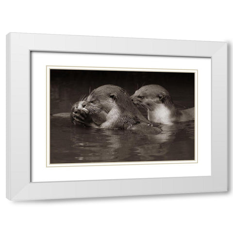 Asiatic otters-Sabah-Malayasia Sepia White Modern Wood Framed Art Print with Double Matting by Fitzharris, Tim