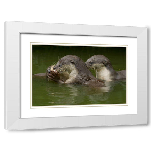 Asiatic otters-Sabah-Malayasia White Modern Wood Framed Art Print with Double Matting by Fitzharris, Tim