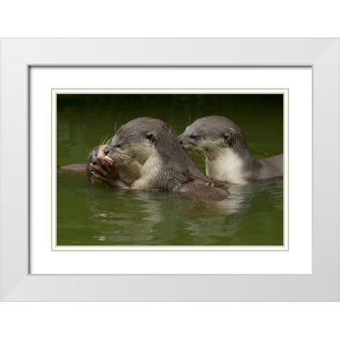 Asiatic otters-Sabah-Malayasia White Modern Wood Framed Art Print with Double Matting by Fitzharris, Tim