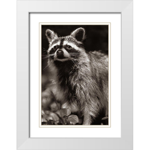 Raccoon Sepia White Modern Wood Framed Art Print with Double Matting by Fitzharris, Tim