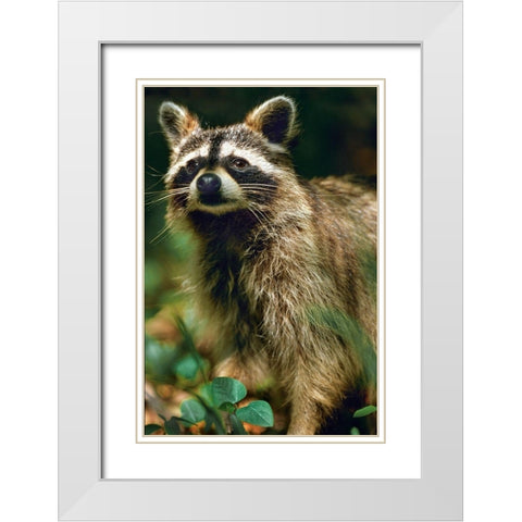 Raccoon White Modern Wood Framed Art Print with Double Matting by Fitzharris, Tim