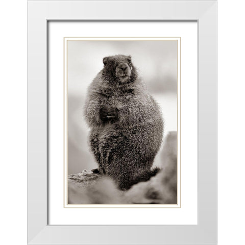 Yellow-bellied marmot Sepia White Modern Wood Framed Art Print with Double Matting by Fitzharris, Tim