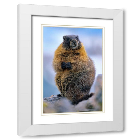 Yellow-bellied marmot White Modern Wood Framed Art Print with Double Matting by Fitzharris, Tim