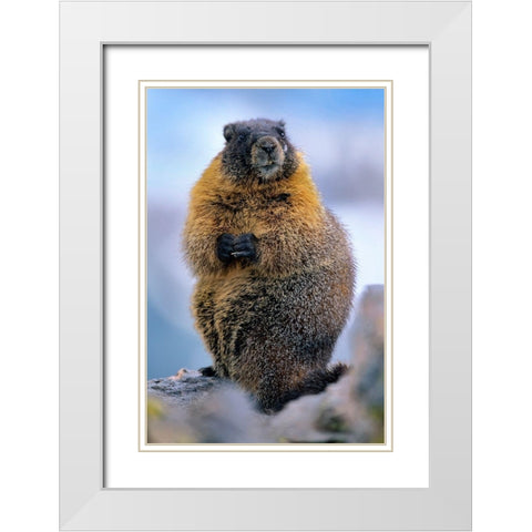 Yellow-bellied marmot White Modern Wood Framed Art Print with Double Matting by Fitzharris, Tim