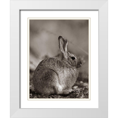 Desert Cottontail Sepia White Modern Wood Framed Art Print with Double Matting by Fitzharris, Tim