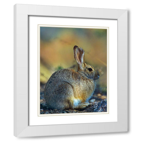 Desert Cottontail White Modern Wood Framed Art Print with Double Matting by Fitzharris, Tim