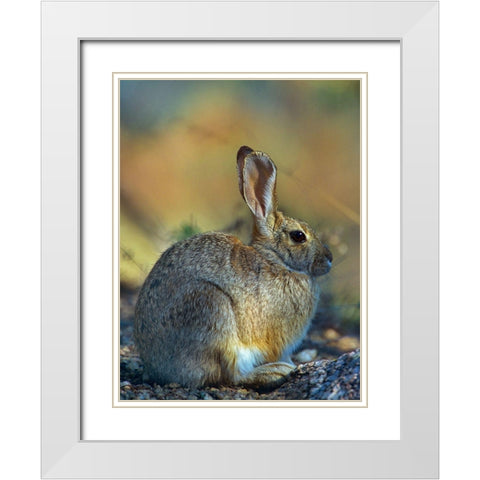 Desert Cottontail White Modern Wood Framed Art Print with Double Matting by Fitzharris, Tim